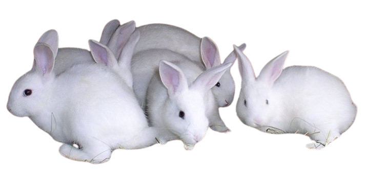 الأرنب - معلومات طريفة عن الأرنب