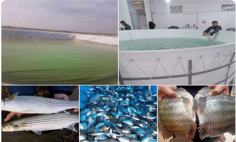 تربية الأسماك Fish farming
