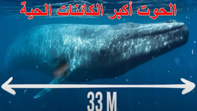 الحوت أكبر الكائنات الحية