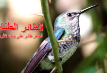 الطائر الطنان - أصغر طائر على وجه الأرض