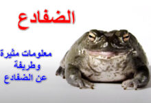 الضفادع