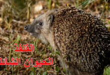 القنفذ