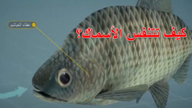 كيف تتنفس الأسماك؟