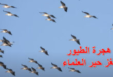 هجرة الطيور
