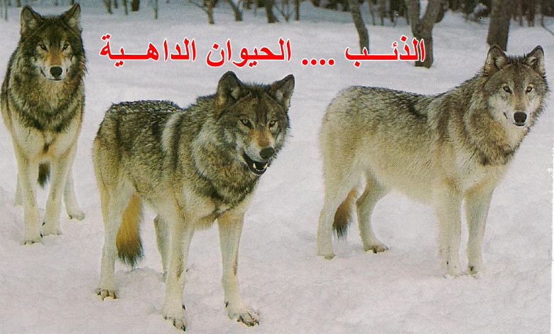 الذئب - الحيوان الداهية