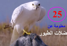 عضلات الطيور