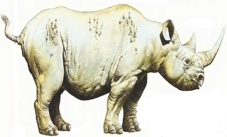 الخرتيت وحيد القرن