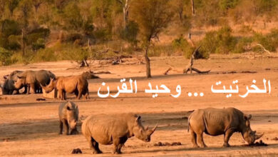 الخرتيت وحيد القرن